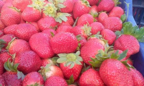 صناديق الفراولة