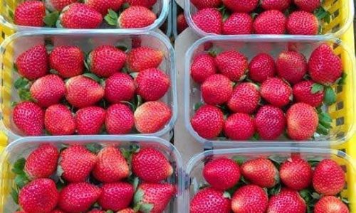 علب الفراولة