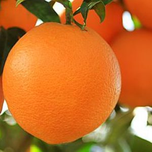 البرتقال المصري