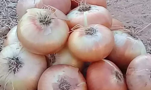 البصل المصري