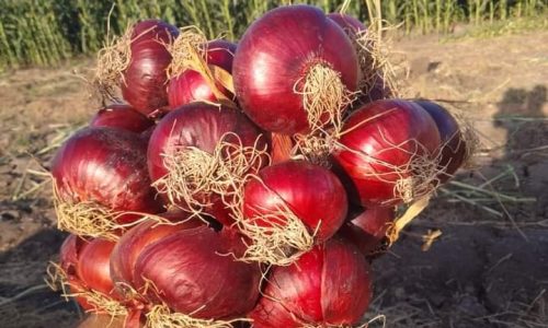 Red onion