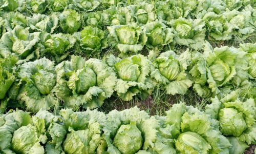 خس أخضر مدور-min