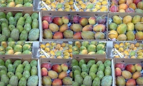 أنواع-المانجو