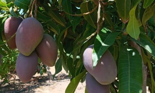 مزارع المانجو