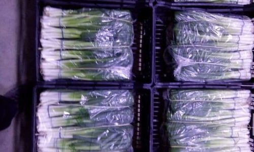 صناديق بصل-min