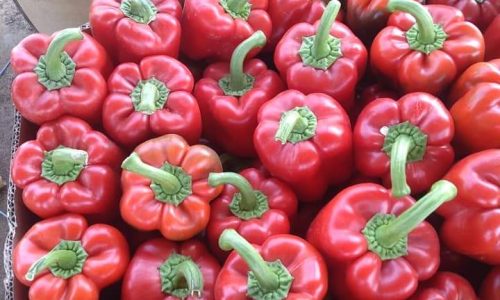 فلفل رومي أحمر-min