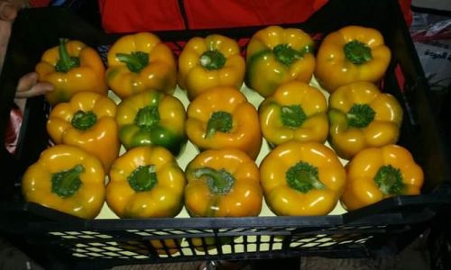 فلفل رومي أصفر-min