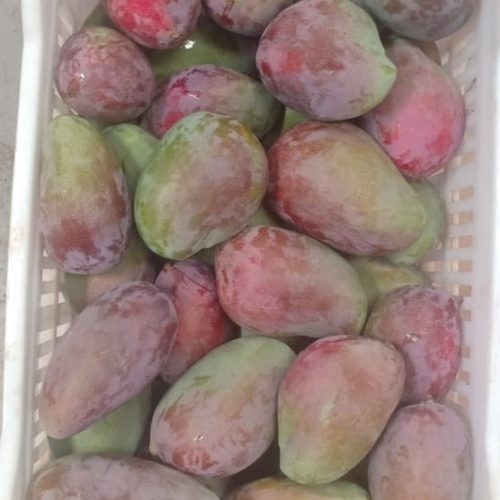 مانجا مصرية