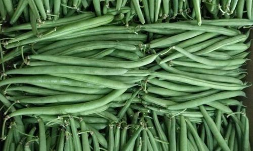 فاصوليا مصرية-min