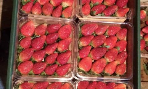 Fresh Strawberry box-min
