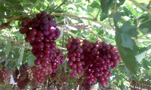 Grapes Farm-min
