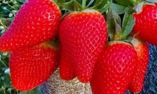 فراولة مصرية