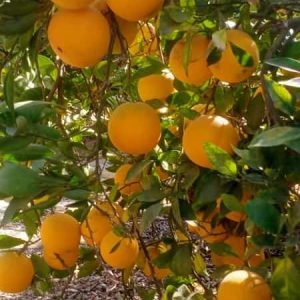 WhatsApp-Image-2023-01-13-at-6.21.09-PM