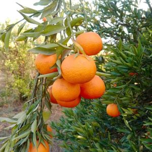 WhatsApp-Image-2023-01-13-at-6.21.14-PM