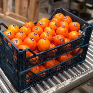 WhatsApp Image 2023-01-13 at 6.21.16 PM