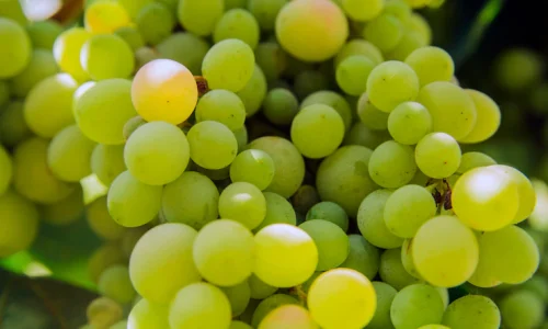 عنب أخضر مصري
