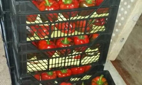 capsicum red boxes-min