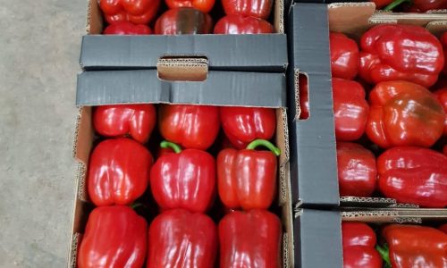 capsicum red-min-min