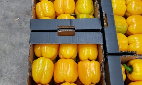 capsicum yellow box-min