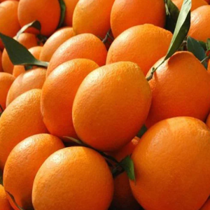 fresh-navel-oranges