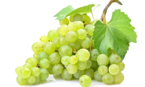 grapes-white_181303-513
