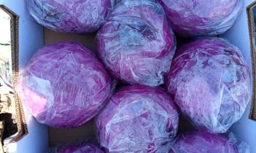 iceberg lettuce Red box-min