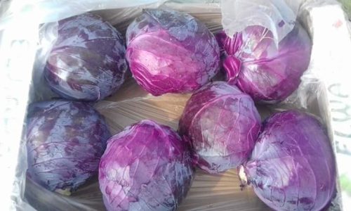 iceberg lettuce Red ground-min