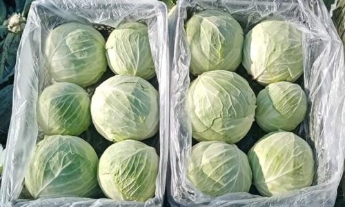 iceberg lettuce boxes -min