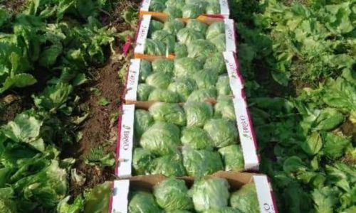 iceberg lettuce green box(1)-min