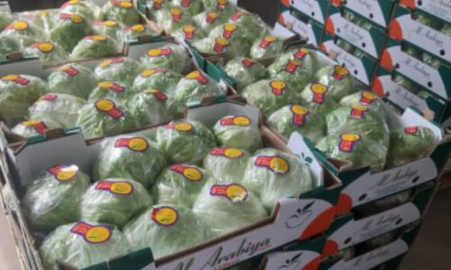 iceberg lettuce green-min