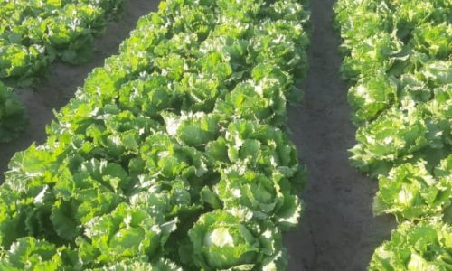 iceberg lettuce ground-min