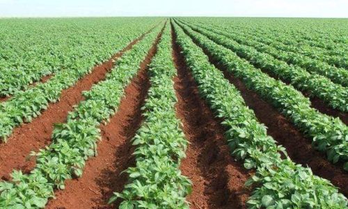 land of potatoes-min