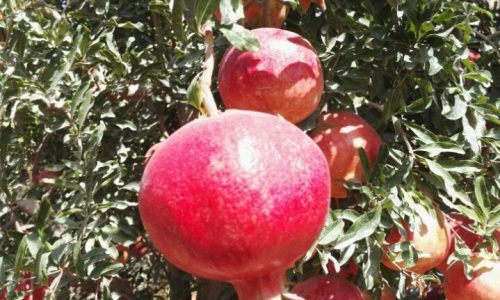 pomegranate farm-min