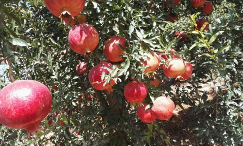 pomegranate tree-min